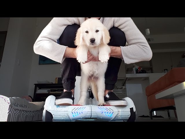 GOLDEN RETRIEVER PUPPY LEARNS HOW TO HOVERBOARD!!!