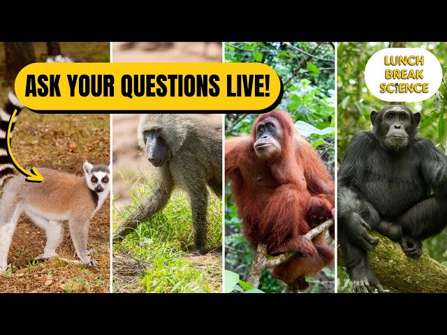 Apes, Monkeys, and More! Your Questions Answered