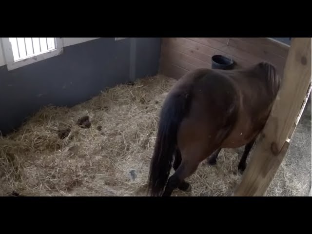 BUMP WATCH! Check in with pregnant mama horse | The Dodo LIVE