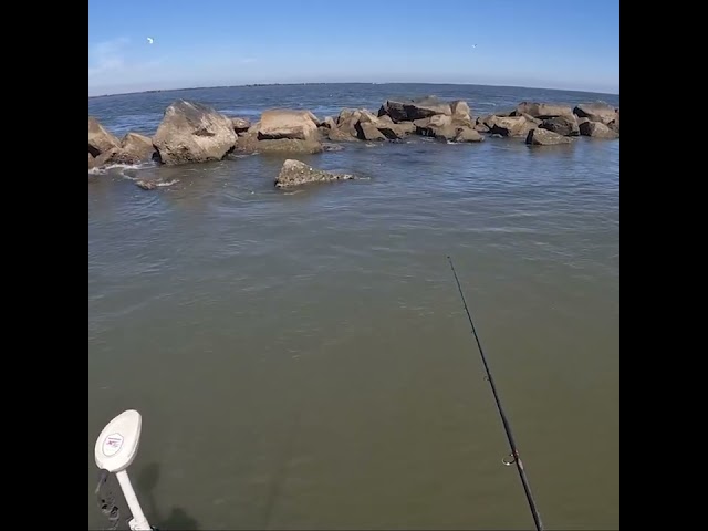 HUGE Shark Steals My Fish At The Jetty!