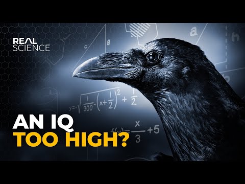 Why Crows Are as Smart as 7 Year Old Humans