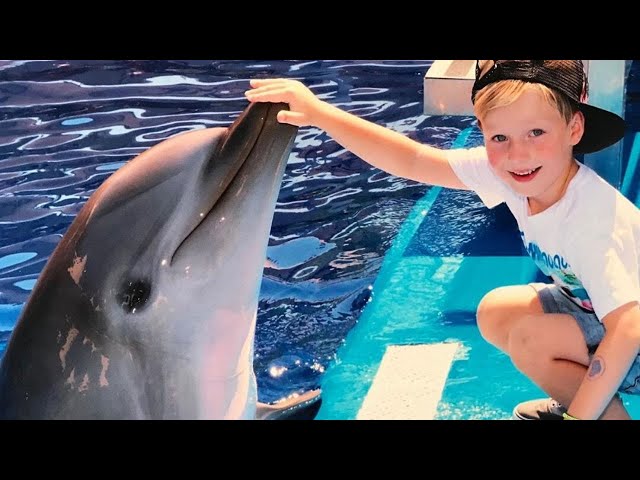 Funny DolPhin Videos | Cute Dolphin show ,Try Not To Laugh Videos  Compilation