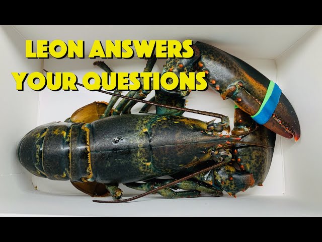 Leon Answers Your Questions