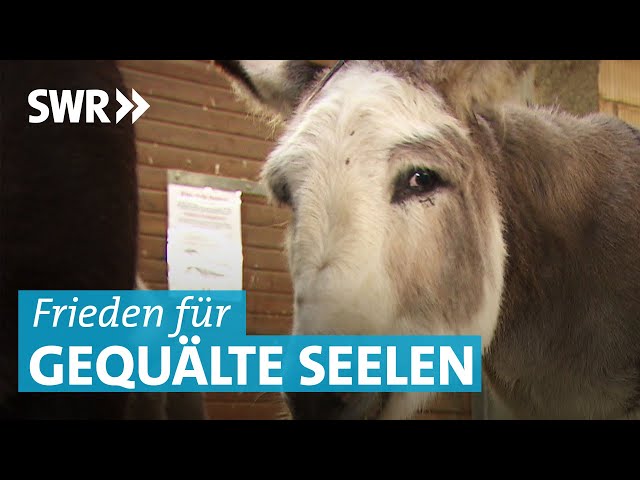 Gnadenhof in Engen-Welschingen: Endlich Frieden für vernachlässigte Esel