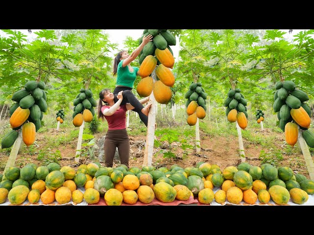 Harvesting Ripe Papaya Fruit Goes To Countryside Market Sell - Cooking Papaya | Free Bushcraft