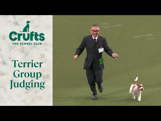 Zen Wins Terrier Group | Crufts 2024