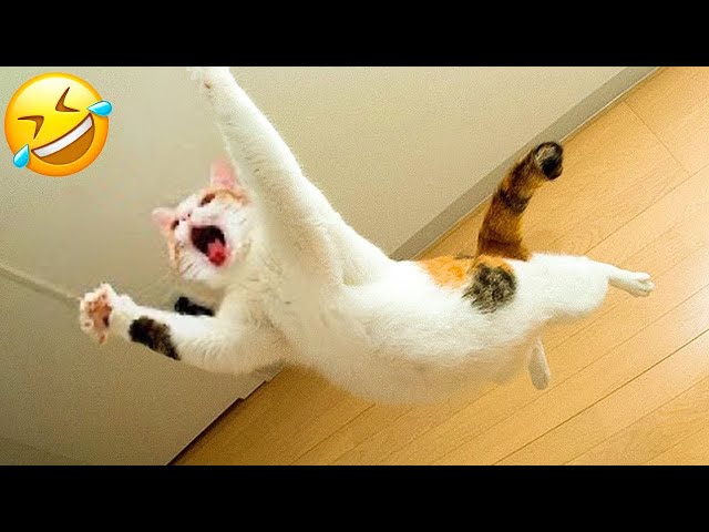 New Funny Animals 🤣 Funniest Cats and Dogs Videos 😻🐶 Part 9