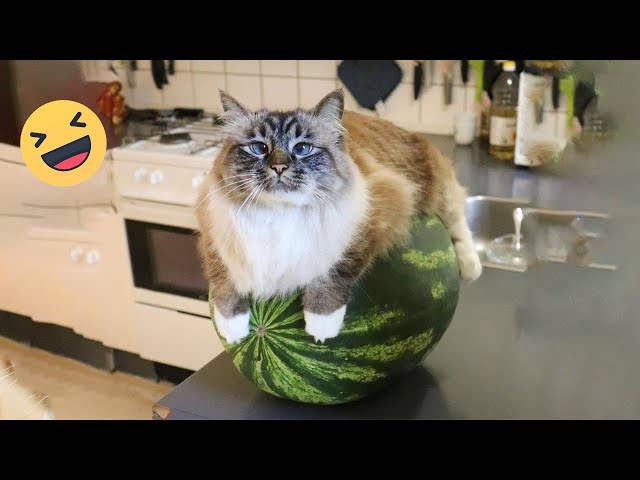 🤣HOLDING YOUR LAUGH while Watching these video😹 - Funny Cats Life