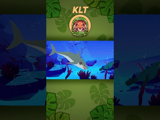 Sharks are at the top of the food chain! | KLT #shorts