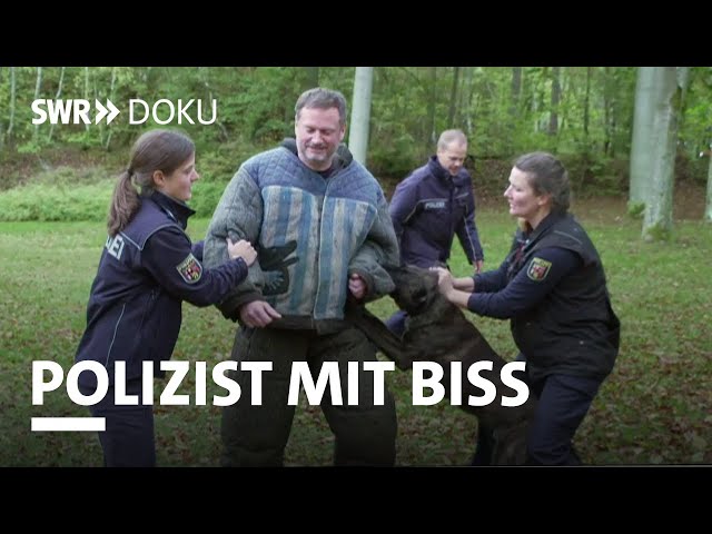 Der Polizeihunde-Ausbilder und seine Schüler - Polizist mit Biss | SWR Doku