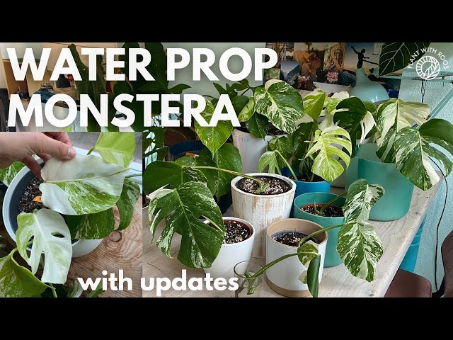 Water propagating Monstera albo? | Plant with Roos