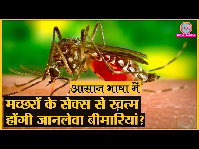 Dengue, malaria का खात्मा साइंटिस्ट कैसे करेंगे?। Aasan Bhasha Mein। Explainer