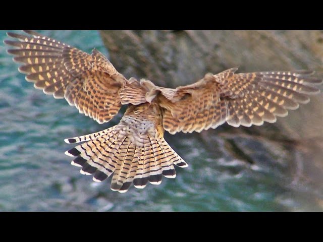 Kestrel Hovering and Hunting in Cornwall