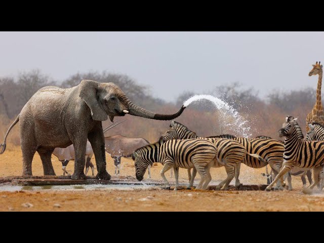 Wild Life - Nature Documentary Full HD 1080p