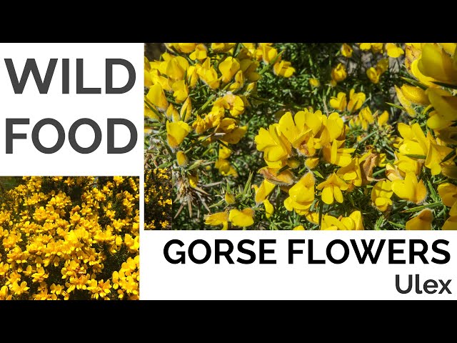 Gorse (Flowers) Foraging - UK Foraging and Wild Food Guide