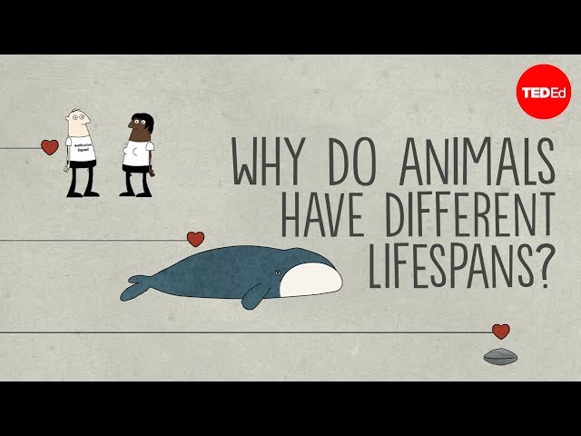 Why do animals have such different lifespans? - Joao Pedro de Magalhaes