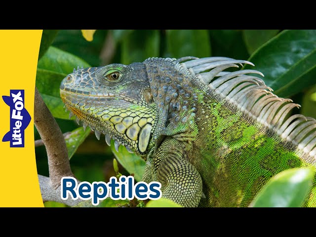 6 Reptiles | Iguana, Crocodile, Gecko, Alligator, Rattlesnake, Eastern Box Turtle