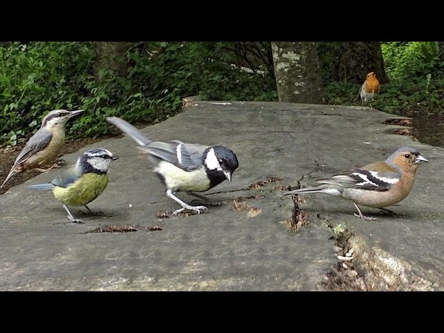 Videos For Cats To Watch - Slow Motion Birds