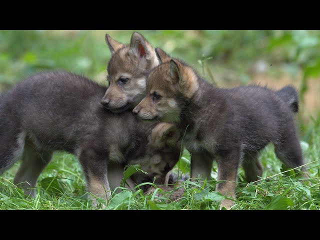 Wildlife Park Celebrates First Wolf Cubs Birth In 47 Years: ZooBorns