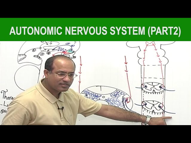 Autonomic Nervous System  | Neurology | Neuroanatomy | Part 2🧠
