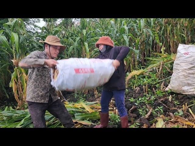 Harvesting Corn in the Middle of the Rainy Season, Future Life