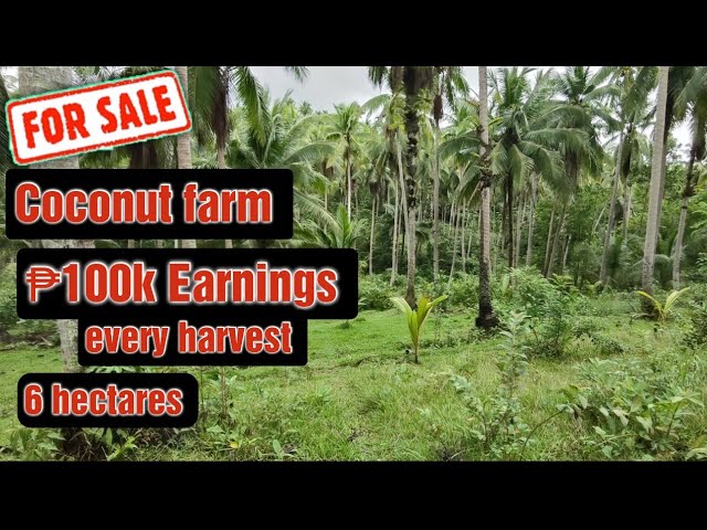 #81 COCONUT FARM FOR SALE | Calauag Quezon province