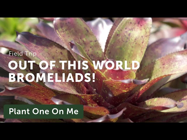 Bromeliad & Tillandsia Tour at Nong Nooch Tropical Garden, Thailand — Plant One On Me — Ep. 145