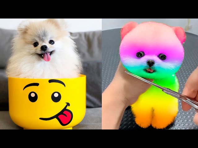 Cute Pomeranian Puppies Doing Funny Things #5 | Cute and Funny Dogs - Mini Pom