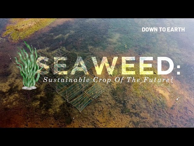 Seaweed: The next big thing in Indian agriculture set to come from the Eastern Coast