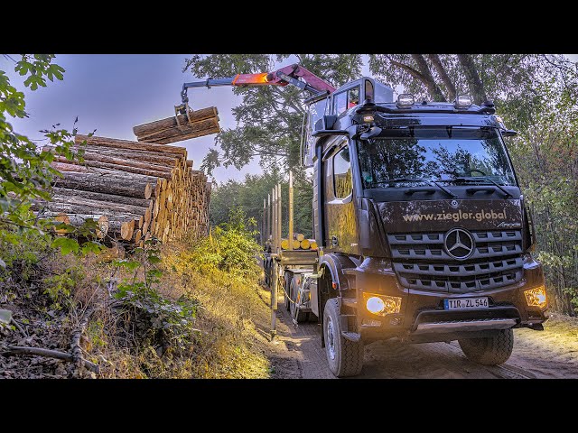 Einsatz im Borkenkäfer-Krisengebiet: Baumkiller vernichten ein riesiges Waldstück