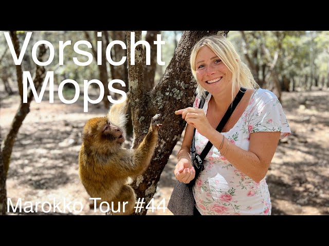 Highlight 👍🏼 Ifrane Nationalpark | Azrou | Berberaffen | Marokko Tour #44