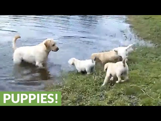 Labrador father teaches his puppies to swim