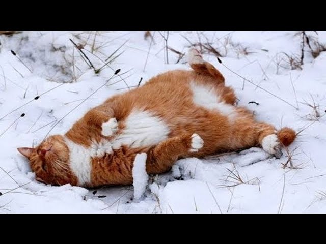 Funny Cats Playing In Snow