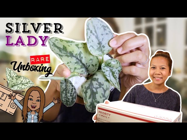 📦 Scindapsus Silver Lady | Rare Plant 🌿 Found on Instagram ‼️ || A girl with a garden