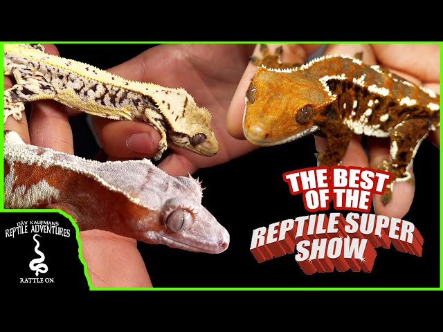 THE BEST CRESTED GECKOS AT THE POMONA REPTILE SUPER SHOW!