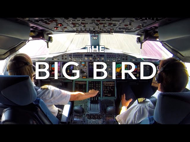 The Big Bird
