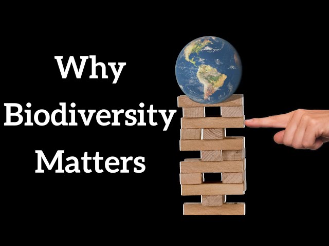 Why Biodiversity Matters with @Ecotasia