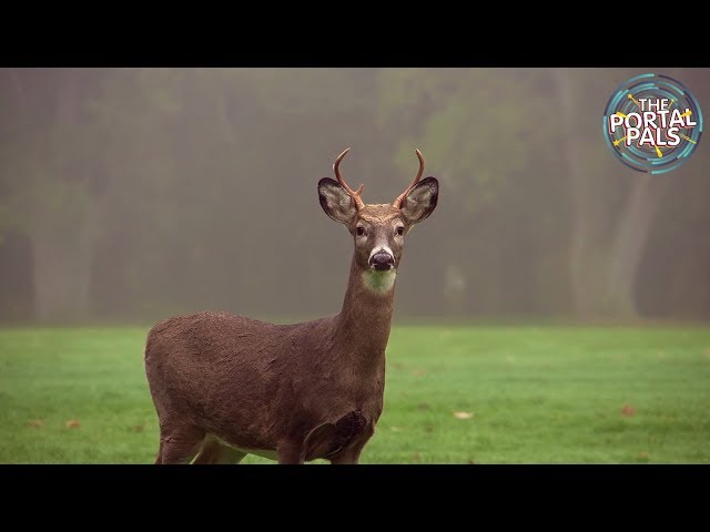The Portal Pals - Deer Promo