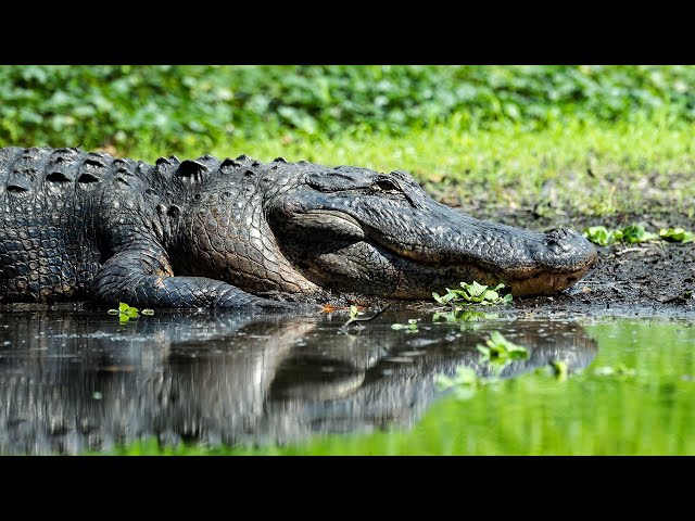 Crocodile Documentary | Wildlife Alligators