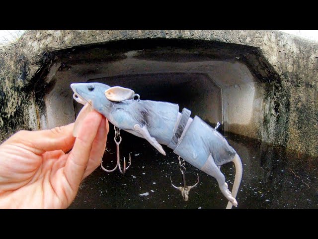 SEWER FISHING with a HUGE RAT LURE!!