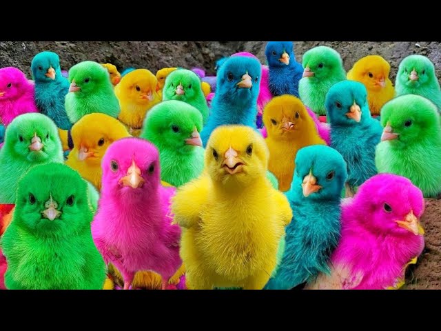 World Cute Chickens, Colorful Chickens, Rainbows Chickens, Cute Ducks, Cat, Rabbits,Cute Animals🐥🐤🦆🐟