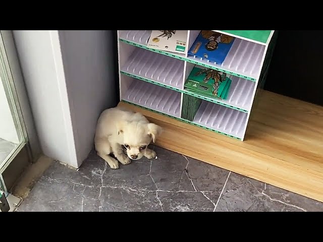 A puppy suddenly ran into the store, cowering in fear in a corner...