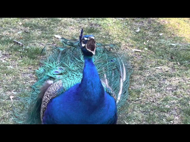 How Peacock Makes a Love Call