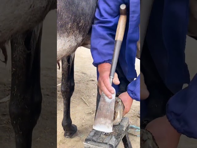 ASMR- Trimming the hoof of a donkey, the master cuts the hoof horn with a steel knife! #shorts