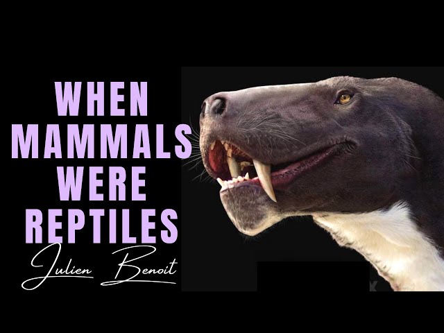 When Mammals Were Reptiles - The Synapsid Story ~ with JULIEN BENOIT