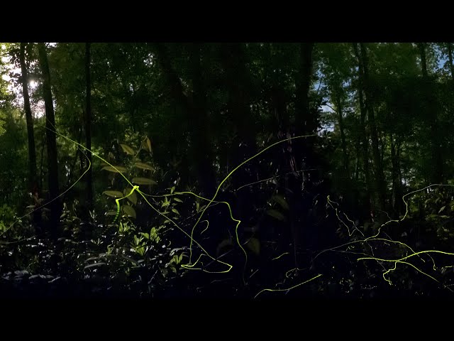 Great Smoky Fireflies in VR