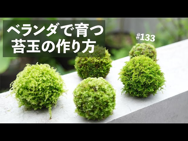 How to make a moss ball that grows outdoors #133