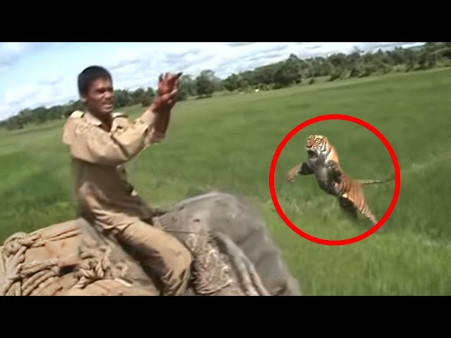 30 Scariest Tiger Encounters of The Year