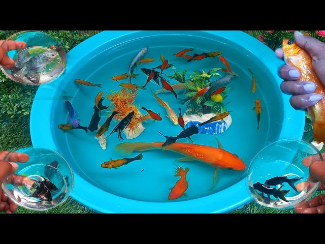 Find colorful ornamental fish, manfish, catfish, betta fish, koi fish, channa, molly, lobster, guppy