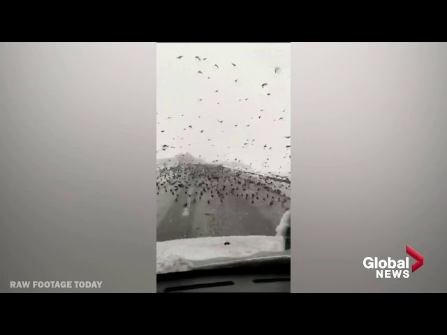 Massive flock of starlings swoop on highway in eastern Turkey